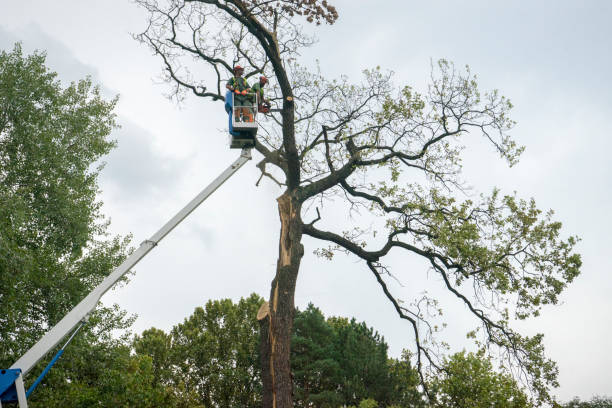 The Steps Involved in Our Tree Care Process in Riverwoods, IL